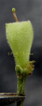  Calyx with pistil